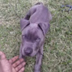 Meet your Posher, Lance